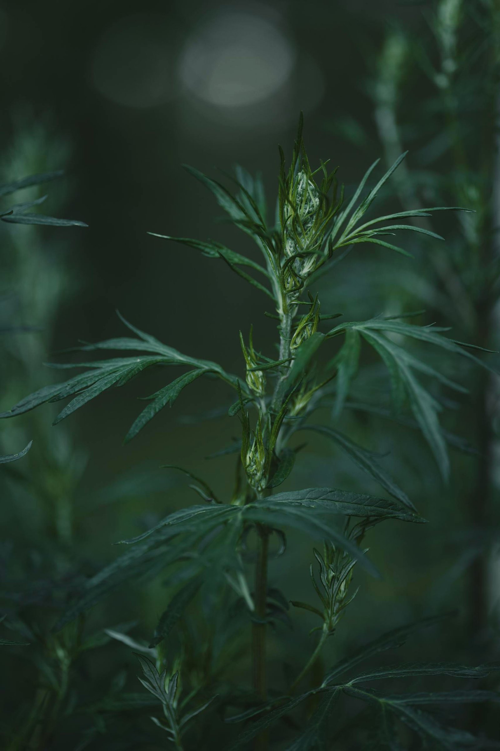 A detailed view of mugwort leaves in a dark and moody setting, perfect for nature enthusiasts.