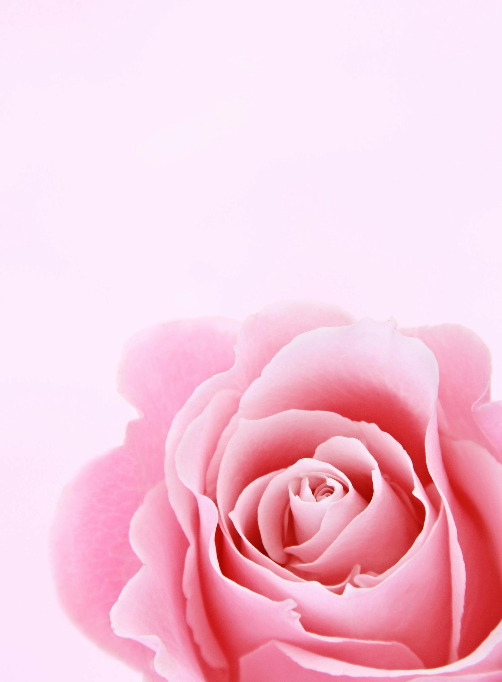 Close-up of a pink rose bloom on a soft pink background, perfect for floral designs.