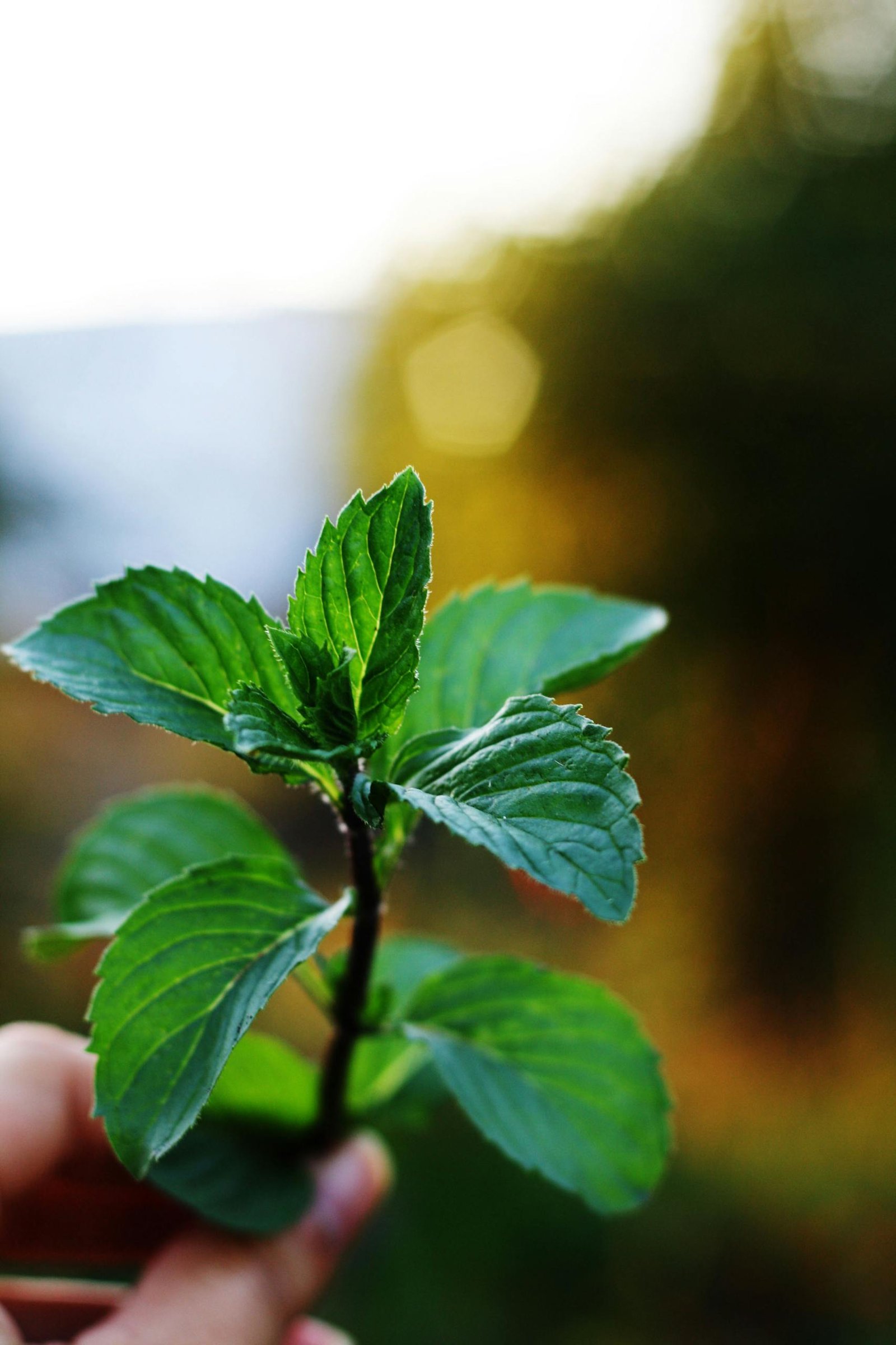 Close-up of fresh mint leaves held in hand, captured outdoors with green foliage background.
