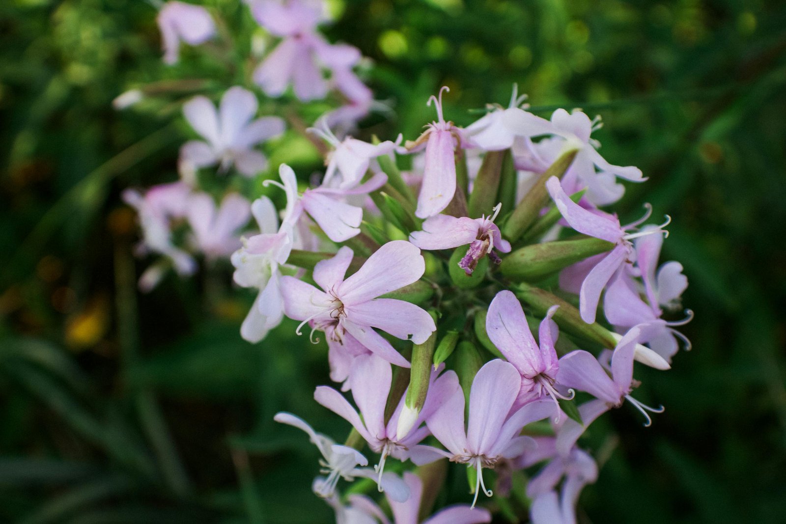 Close-up of Pink Flowers
