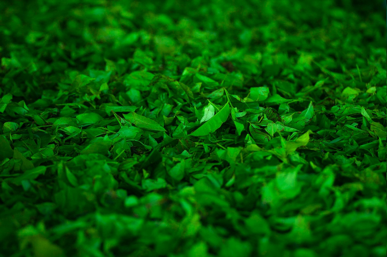 Close-up view of fresh green tea leaves in Nuwara Eliya, Sri Lanka, showcasing natural beauty and vibrancy.