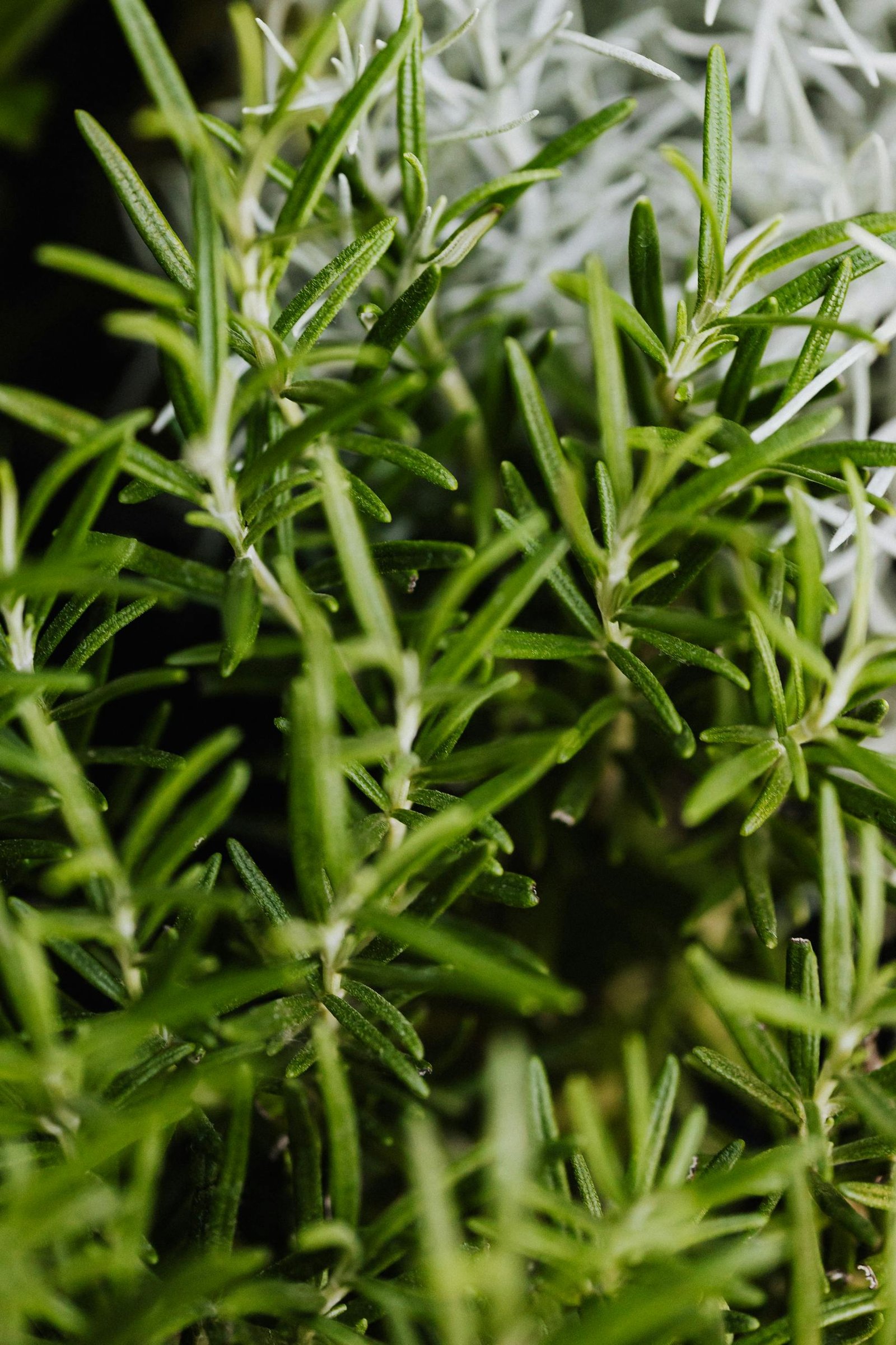 Detailed close-up of fresh green rosemary herb leaves, perfect for cooking or herbal use.