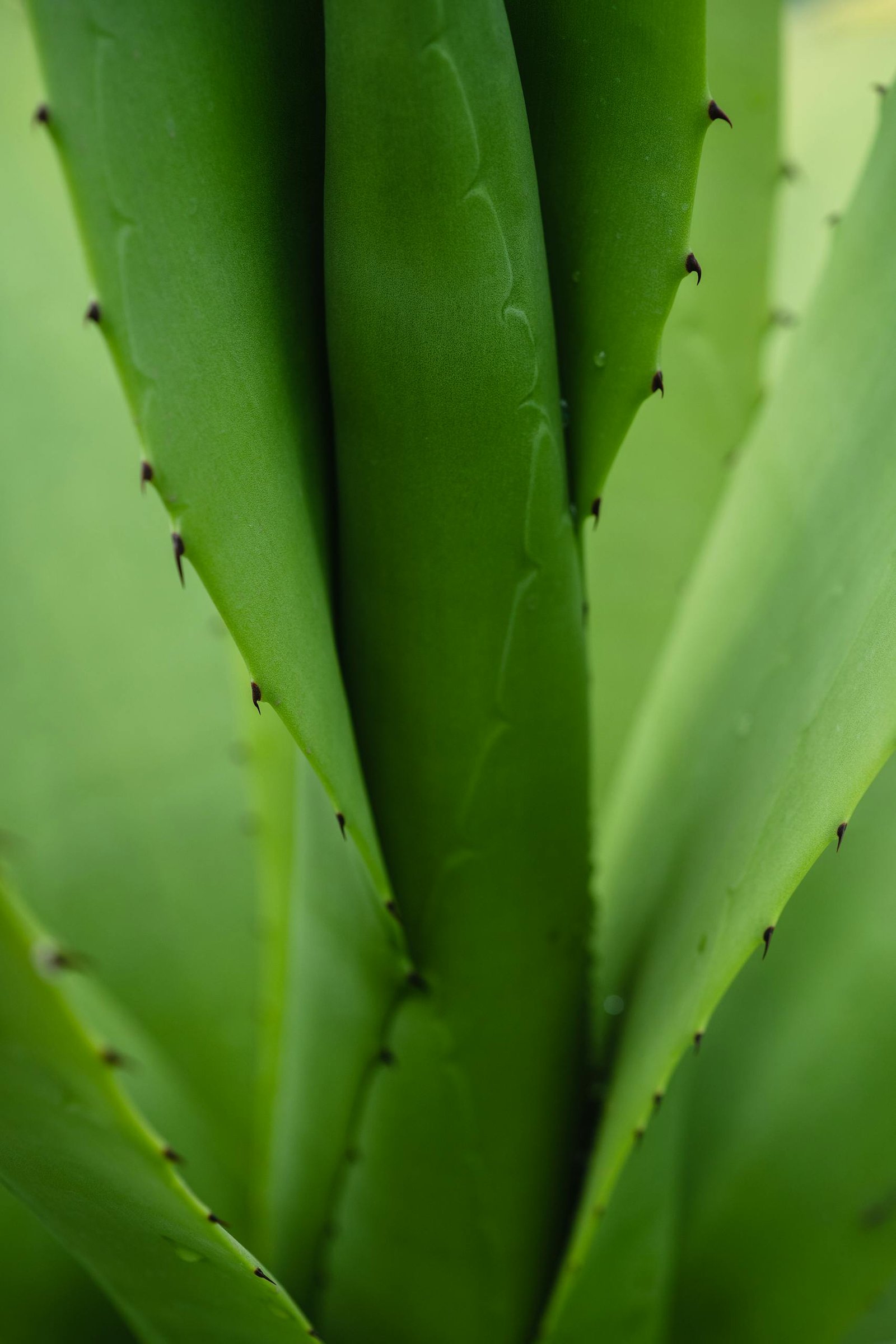 Detailed close-up of vibrant green cactus leaves showcasing their sharp thorns and natural beauty.