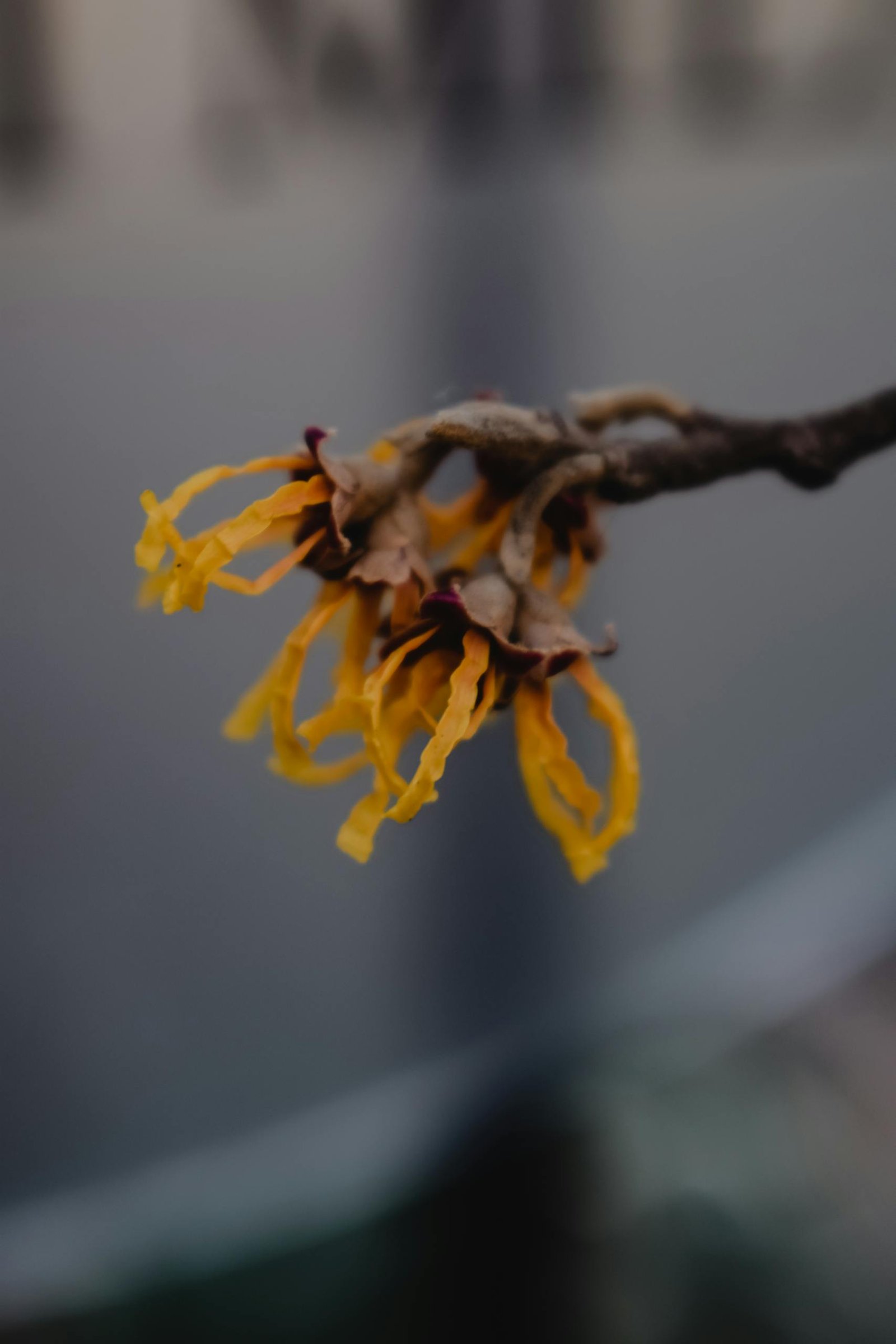Detailed macro shot of vibrant yellow Witch Hazel flower with delicate petals in natural setting.