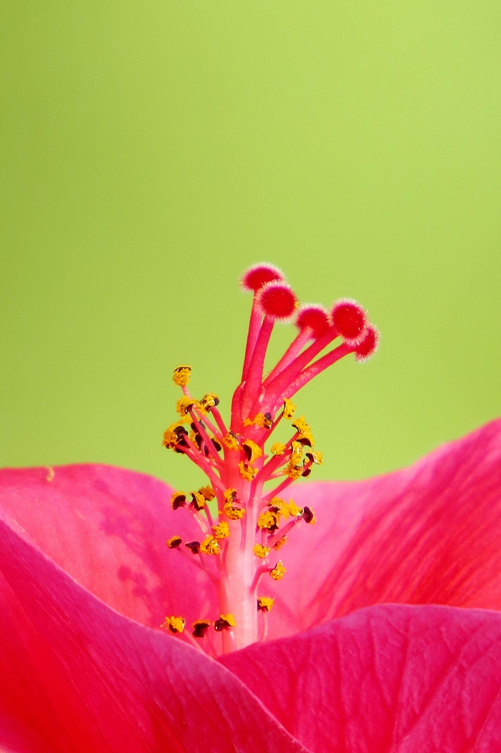 Macro shot of a pink hibiscus flower focusing on the vibrant stamen and petals.