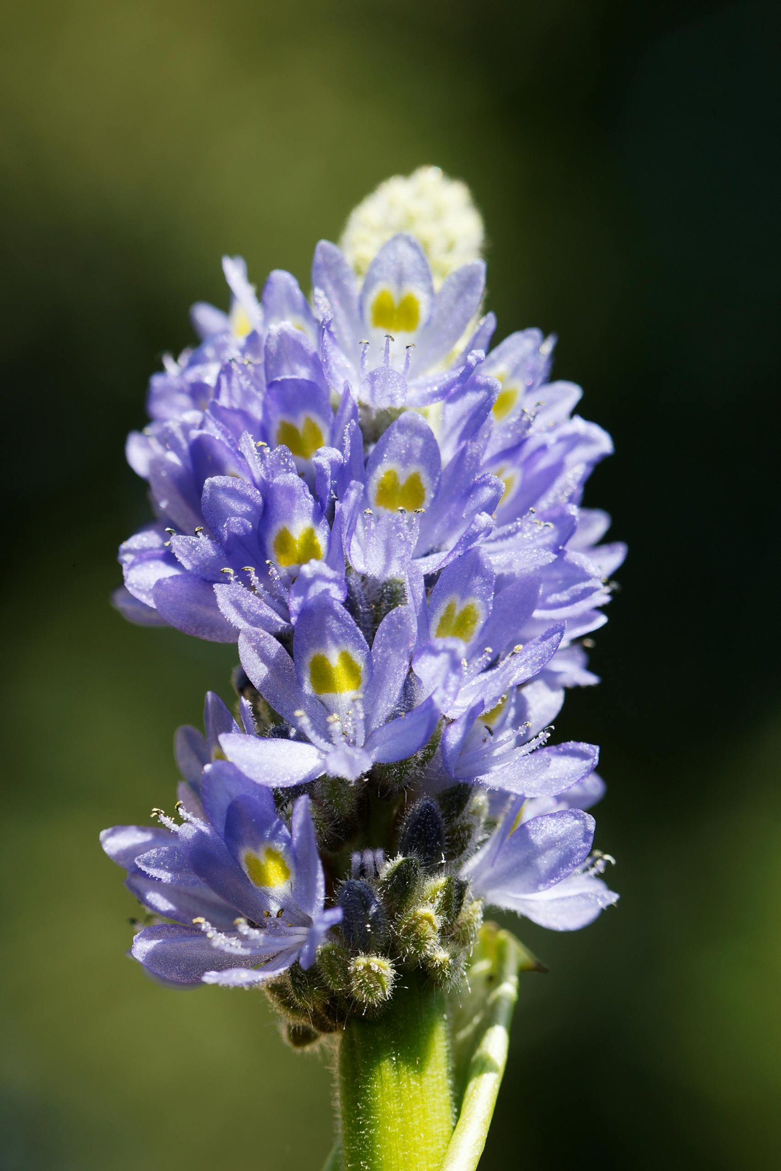 Stunning close-up of a purple pickerelweed flower showcasing intricate details and vibrant colors.