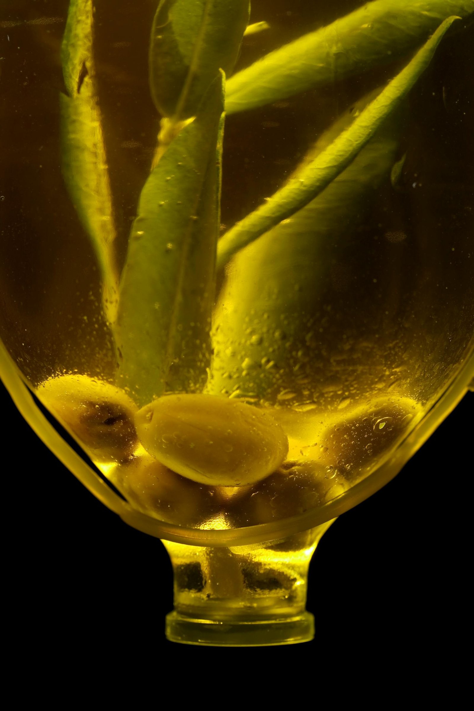 A close-up shot of olives and leaves immersed in golden olive oil, with a black background.