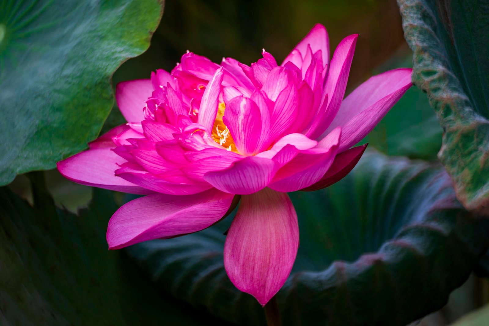 Beautiful pink lotus flower in full bloom surrounded by lush green leaves in Taipei, Taiwan.