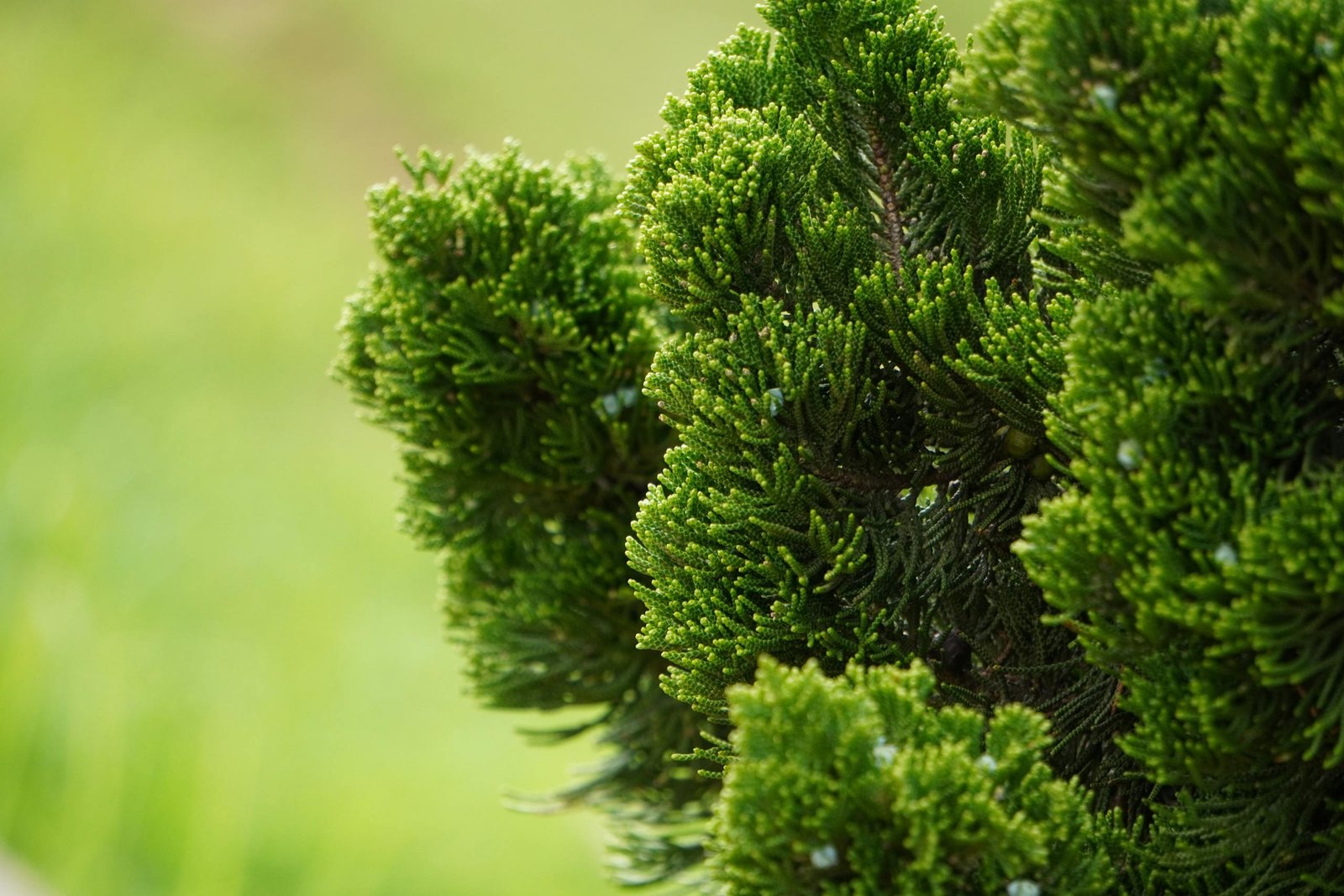 Close-up of a lush Hinoki Cypress displaying vivid green foliage in a serene garden environment.