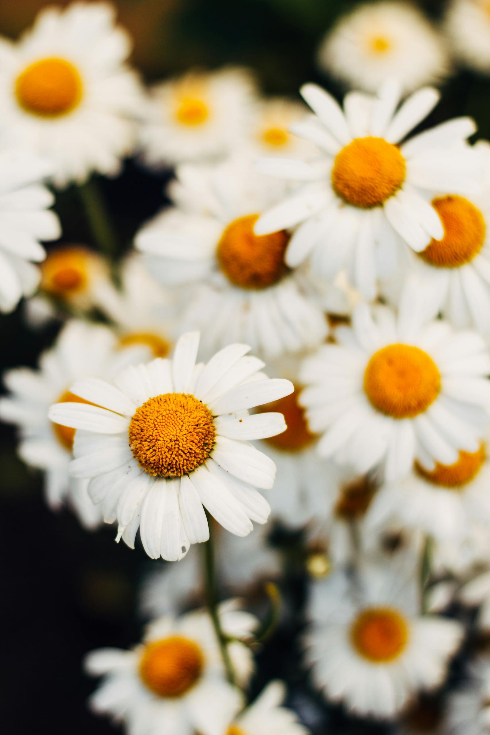 Close-up of blooming chamomile flowers with bright white petals and yellow centers.