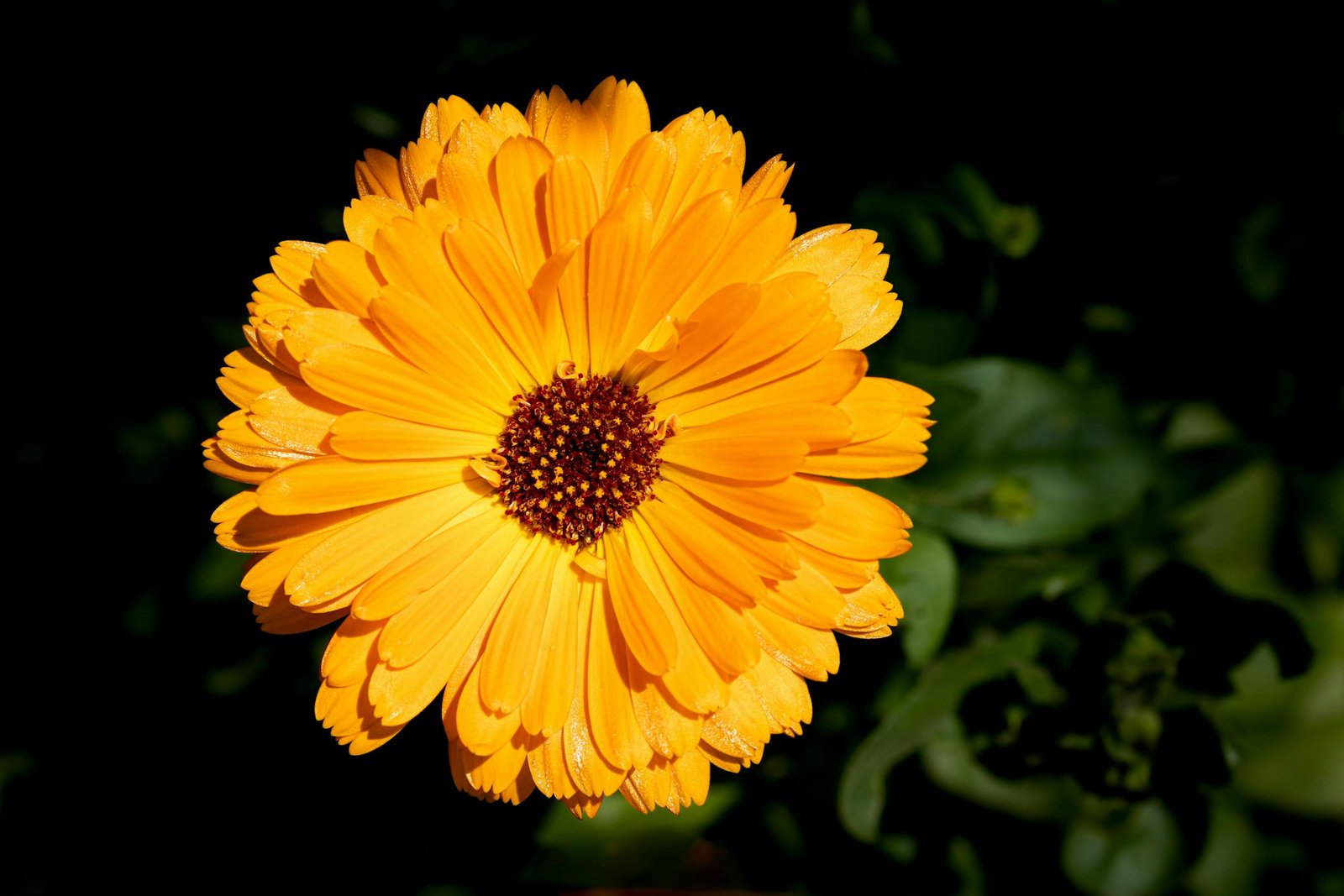 calendula