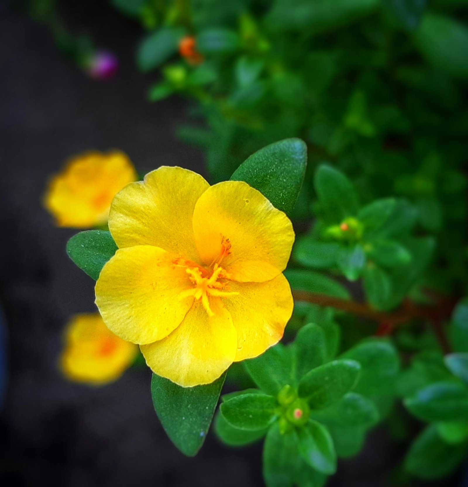 A detailed close-up image capturing a yellow purslane flower with lush green leaves and soft focus background.