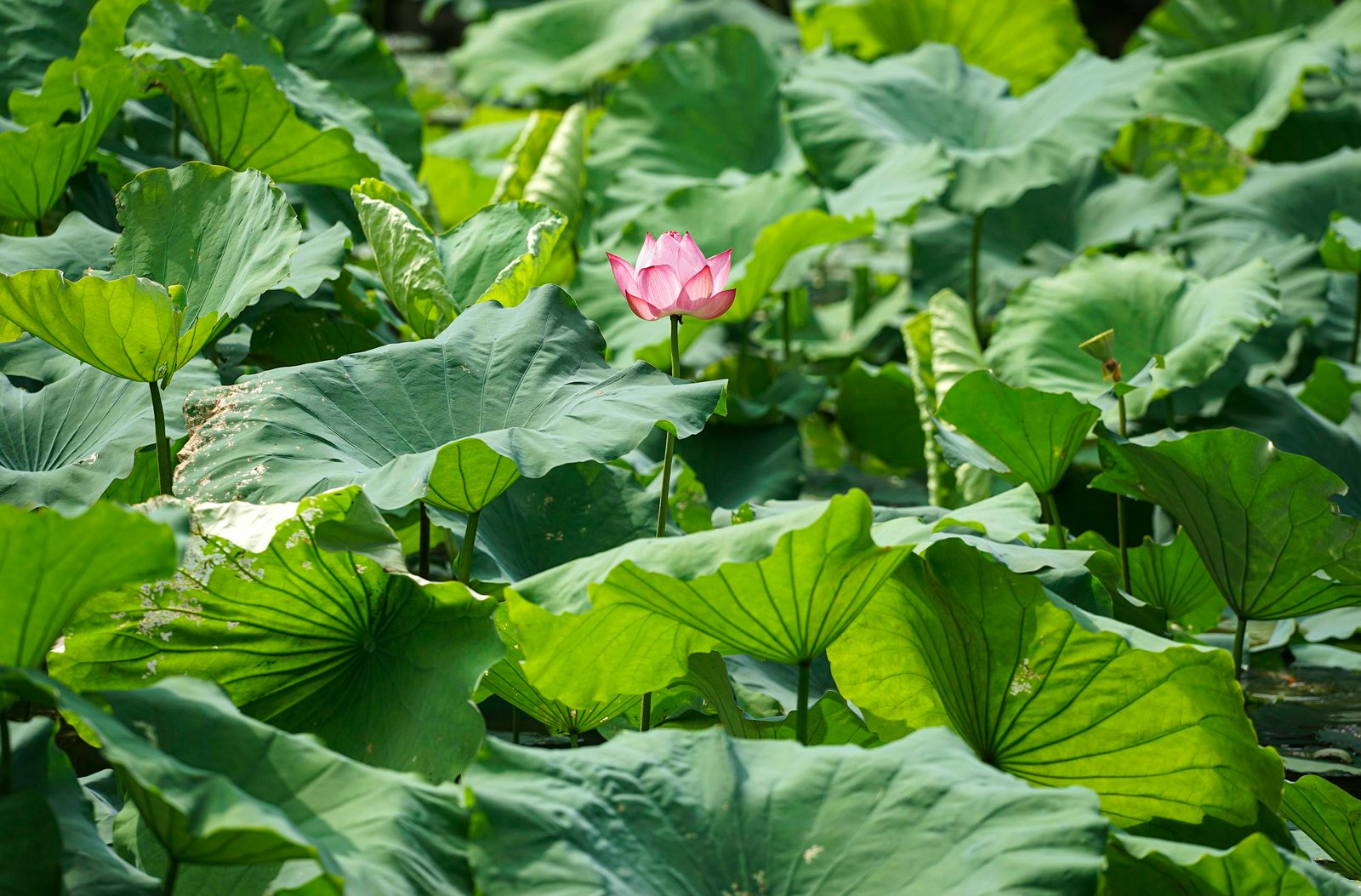 A stunning pink lotus flower in a natural pond setting surrounded by green leaves.