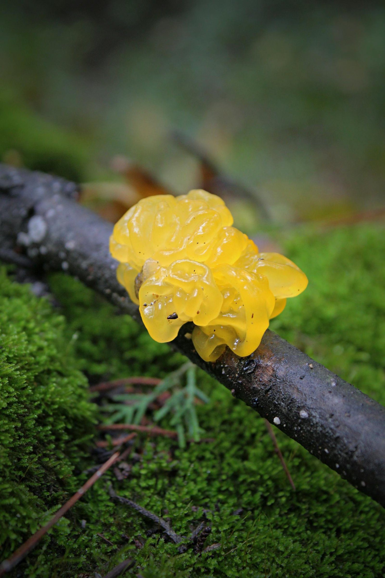 A vibrant yellow jelly fungus on a mossy branch in a forest setting.