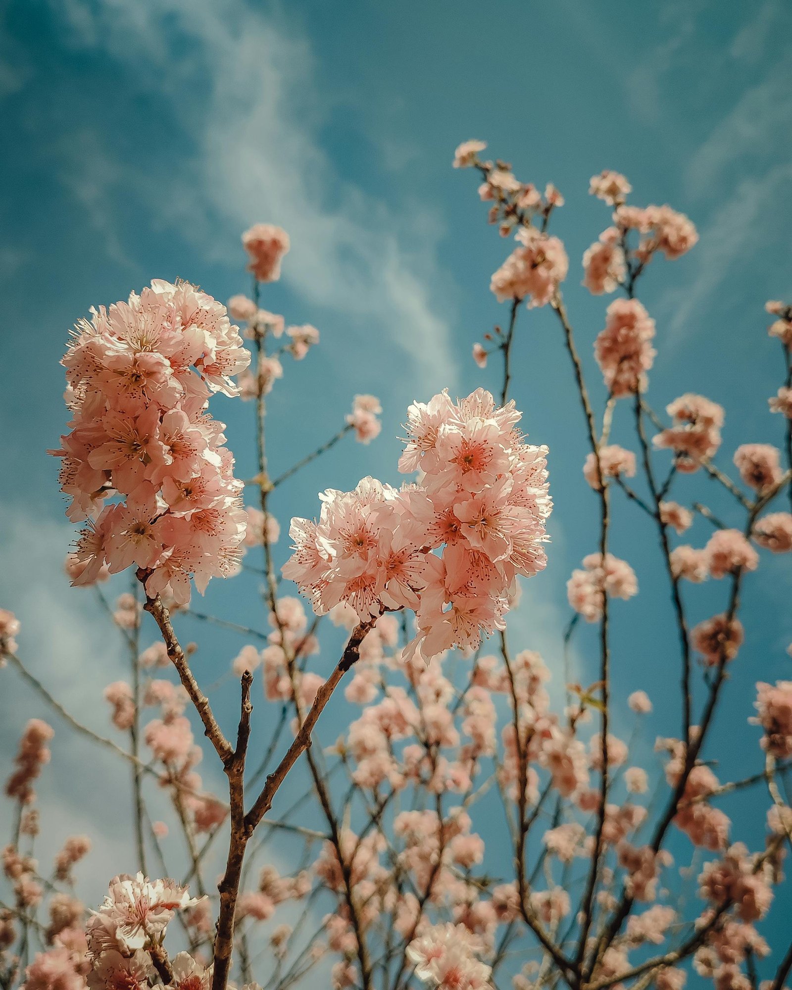Delicate cherry blossoms in full bloom against a clear blue sky in Sao Paulo, Brazil.