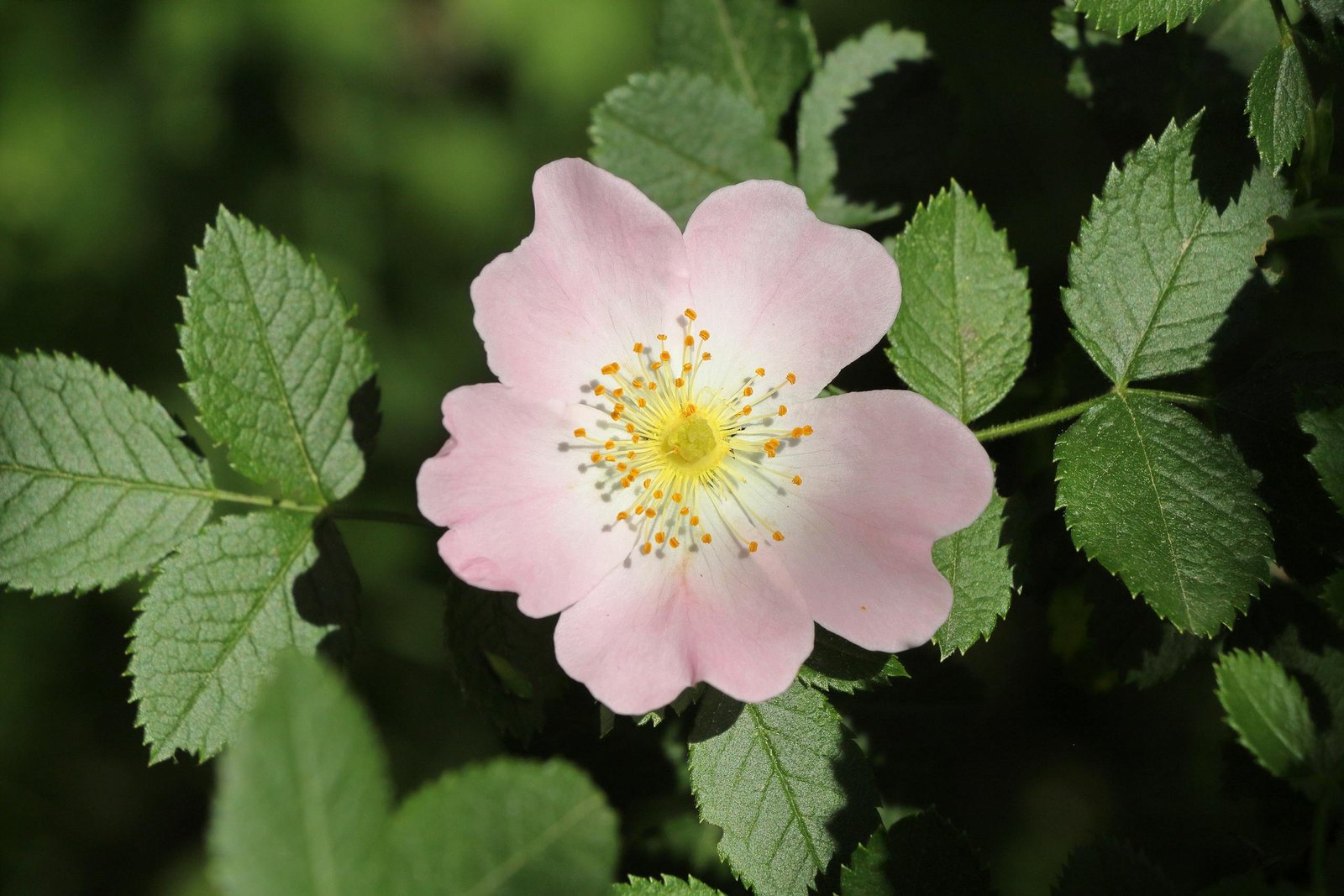 A serene close-up of a pink wild rose flower in bloom surrounded by lush green leaves.