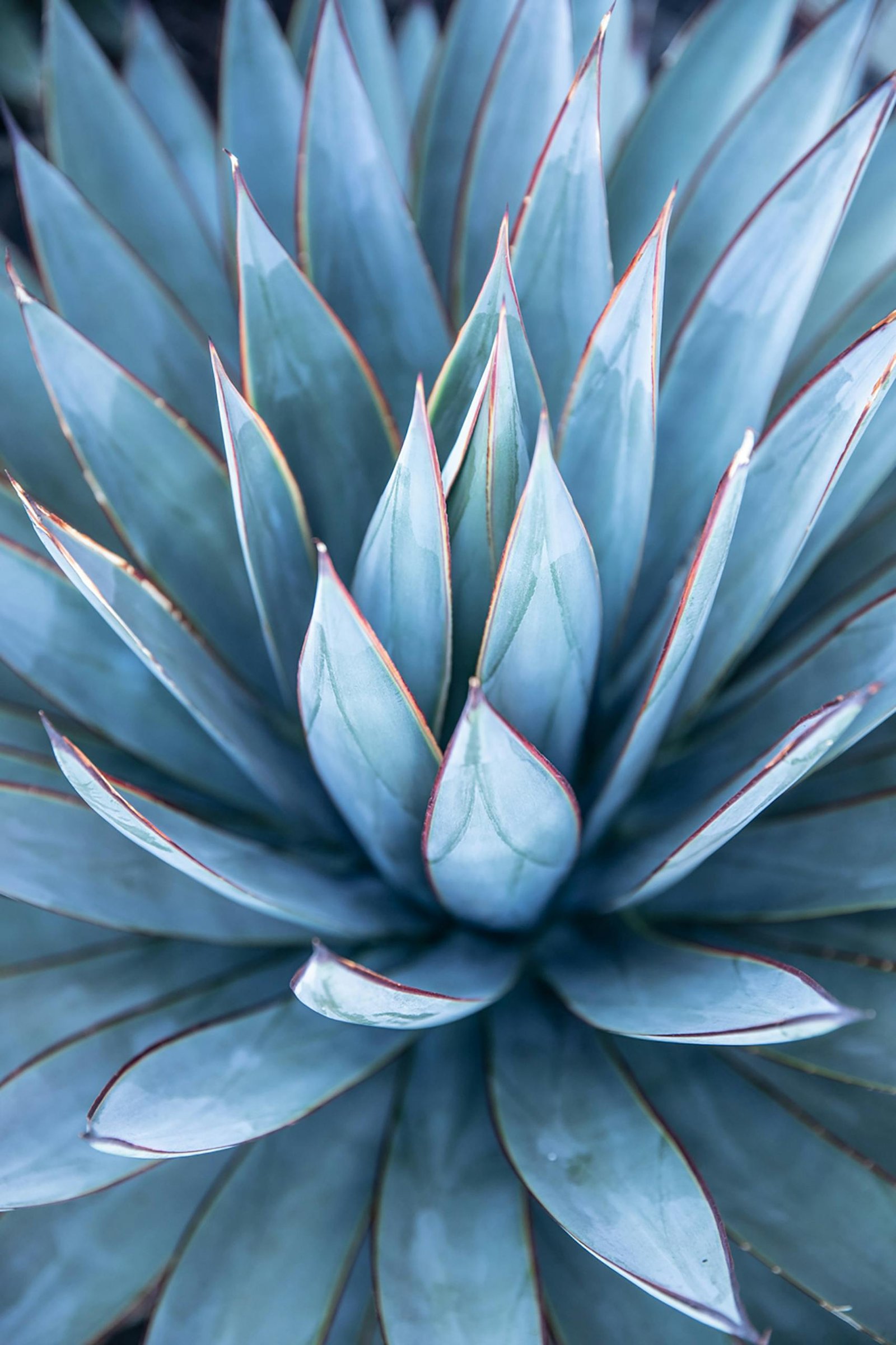 Macro shot of a sharp blue agave plant, showcasing detailed patterns and textures.