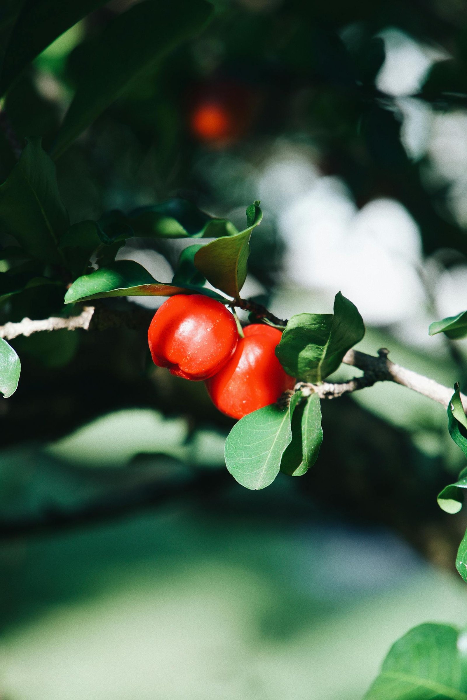 Fresh, vibrant acerola cherries with lush green leaves. Perfect highlight of tropical nature and nutrition.