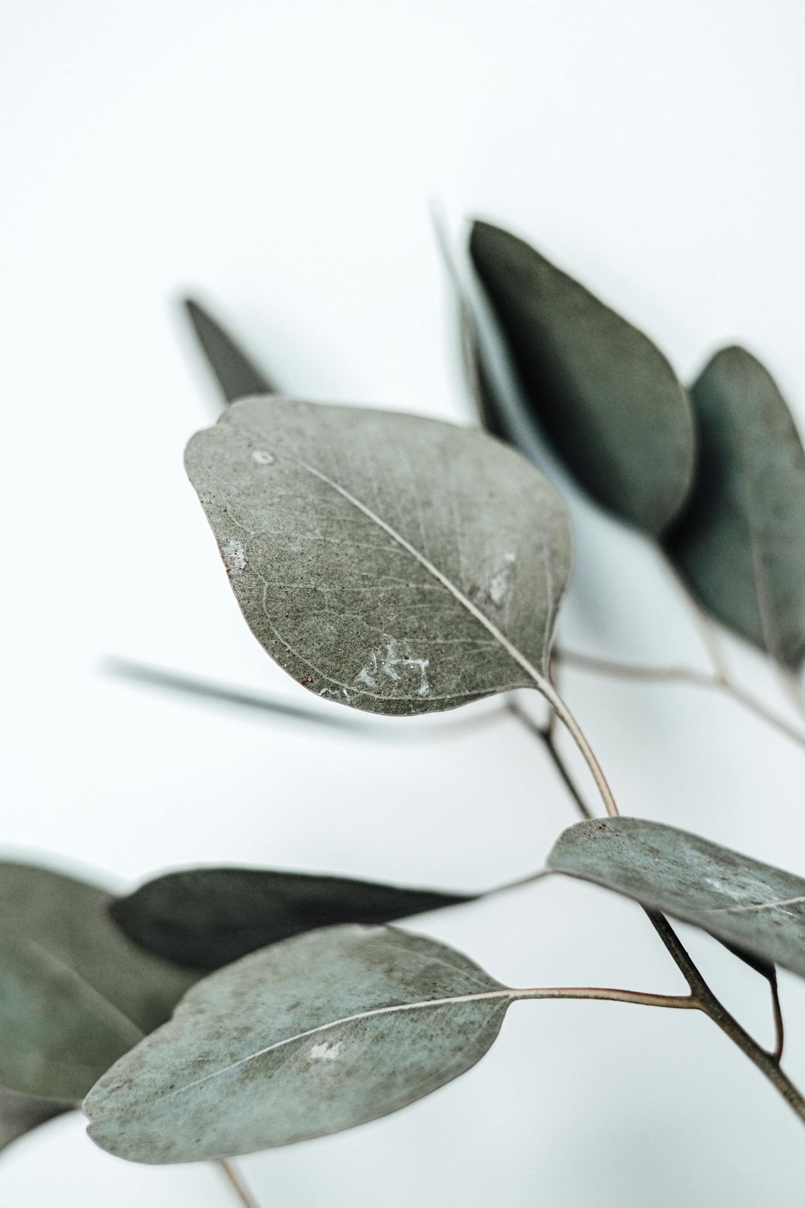 Minimalist photo of eucalyptus leaves against a clean white background, highlighting natural beauty.