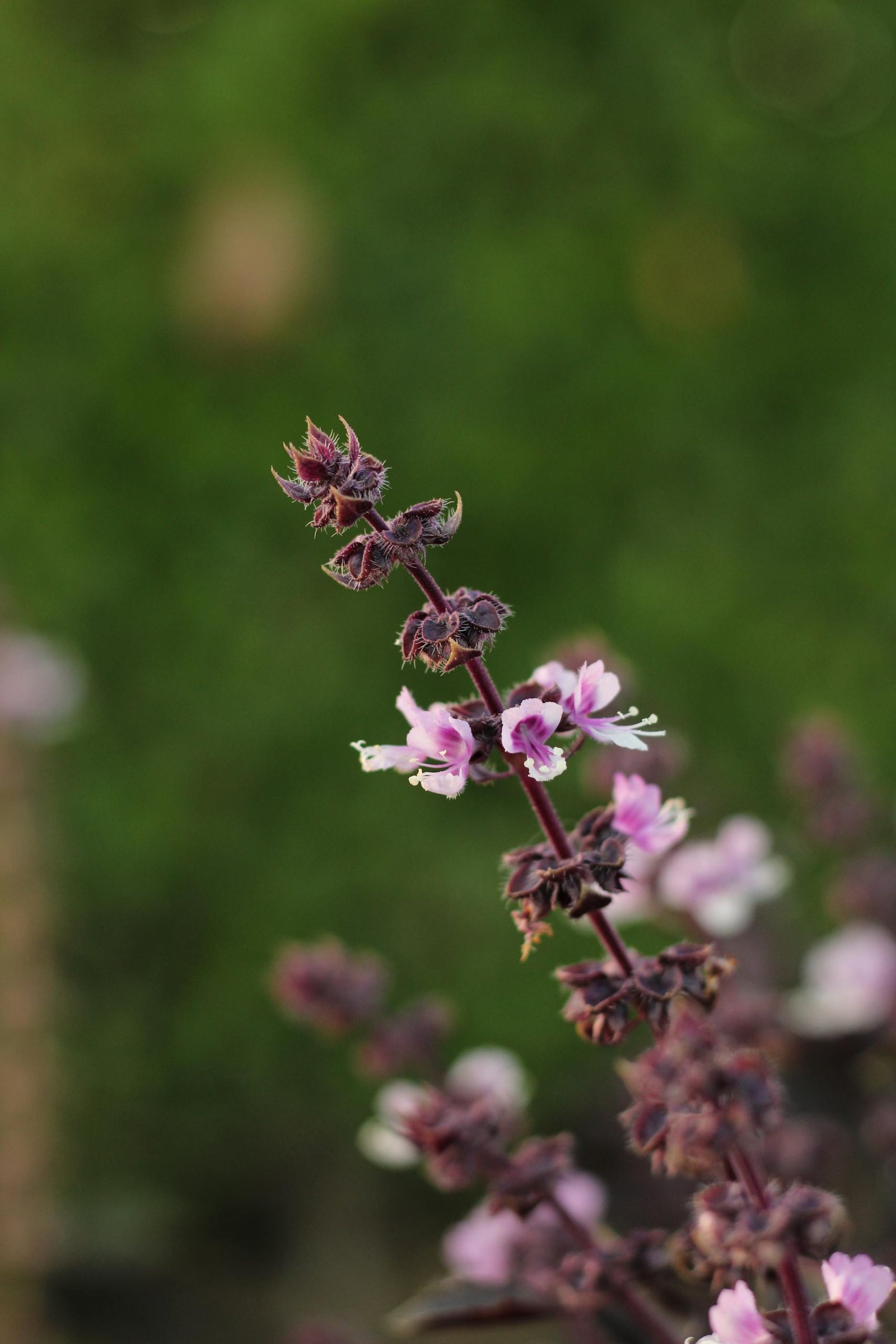 Focused close-up of holy basil flowers against a green background, emphasizing natural beauty.