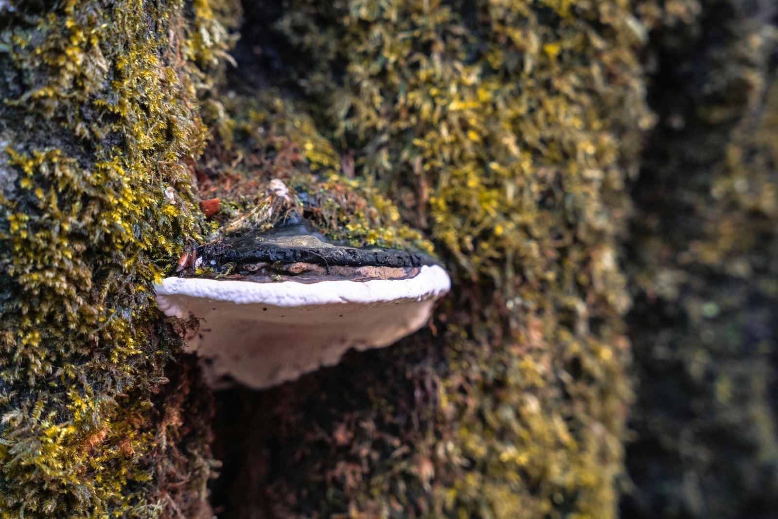 Free stock photo of 2025 wallpaper, 4k nature, a forest